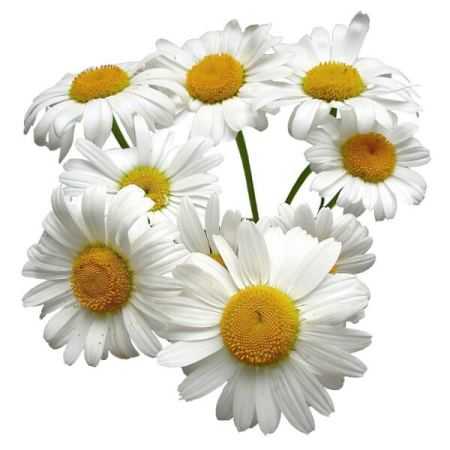 Chamomile German Egypt Essential Oil